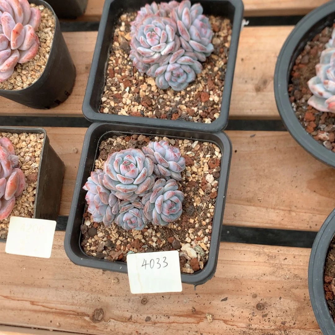 S***D七厘米有砍多头星星橙两颗4033