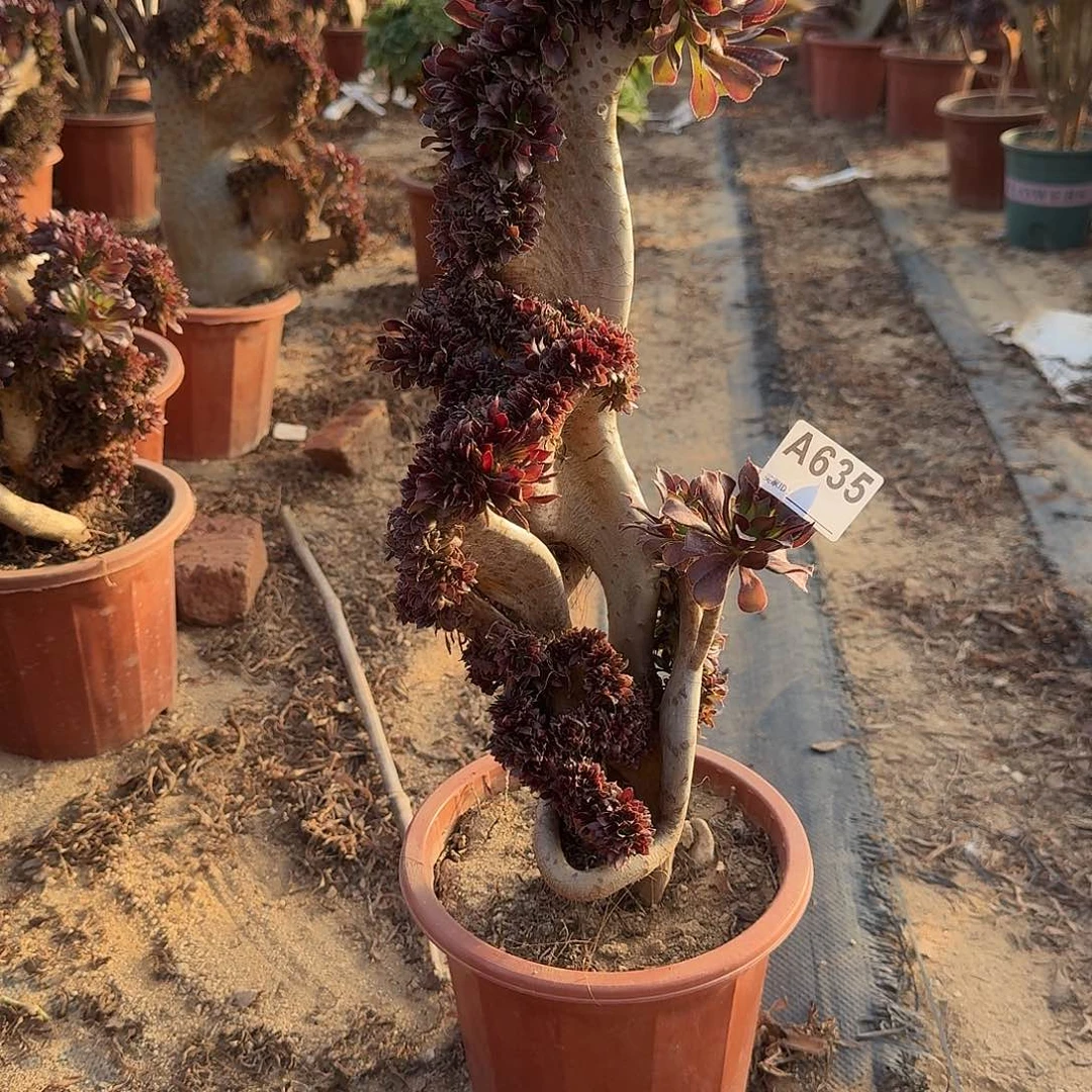 635黑法师一颗呀呀呀