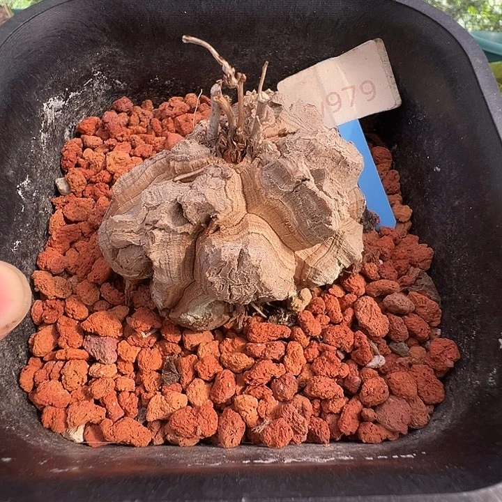 多肉植物专拍 一物一拍 南非龟甲龙979