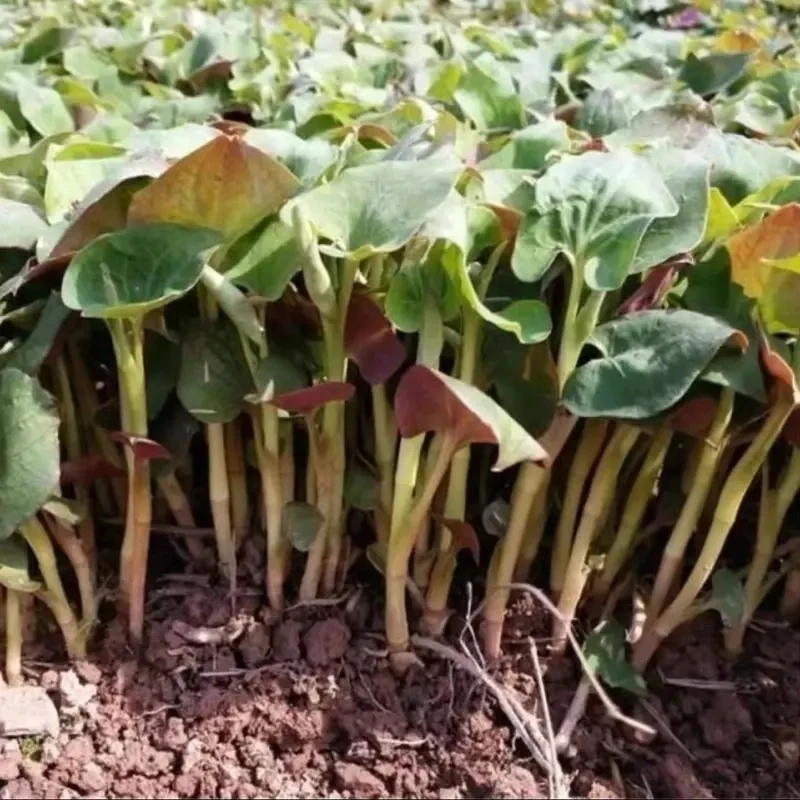 高产【鱼腥草种子】折耳根种子四季种植盆栽地栽阳台庭院种植