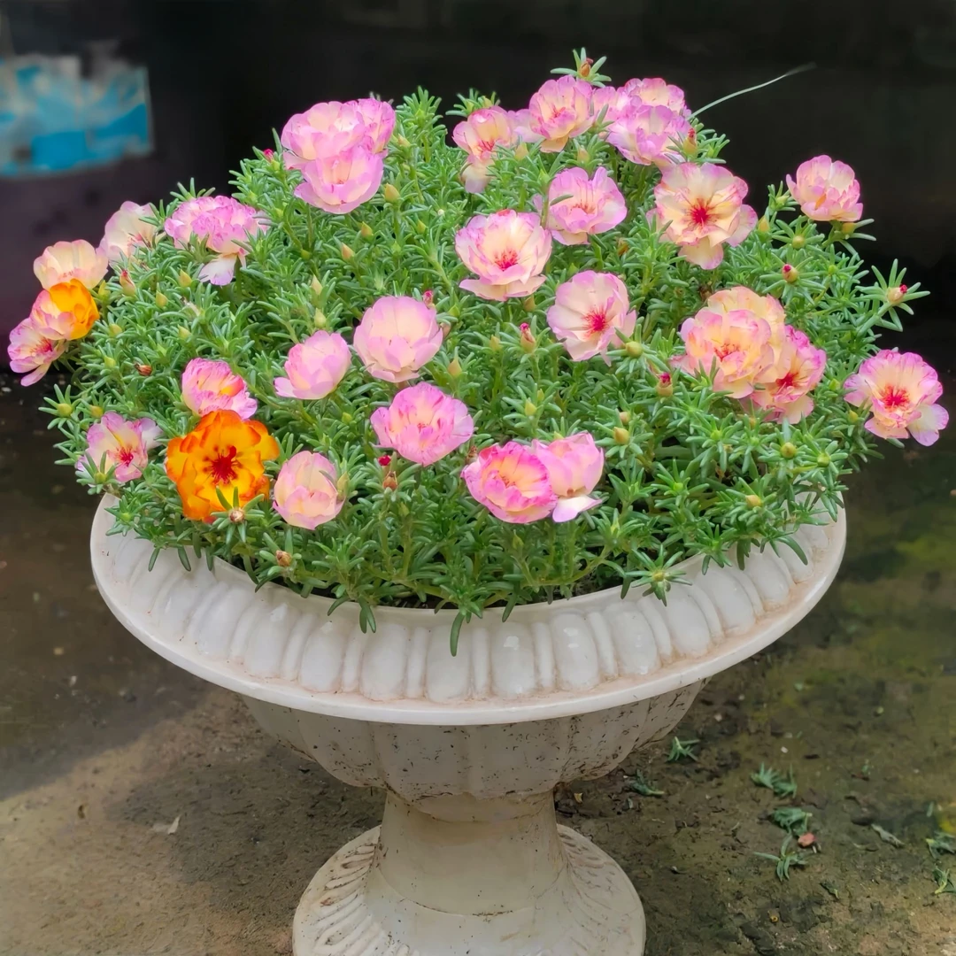 太阳花老桩【粉羽】重瓣庭院耐热太阳花苗多年生四季开花卉阳台耐寒
