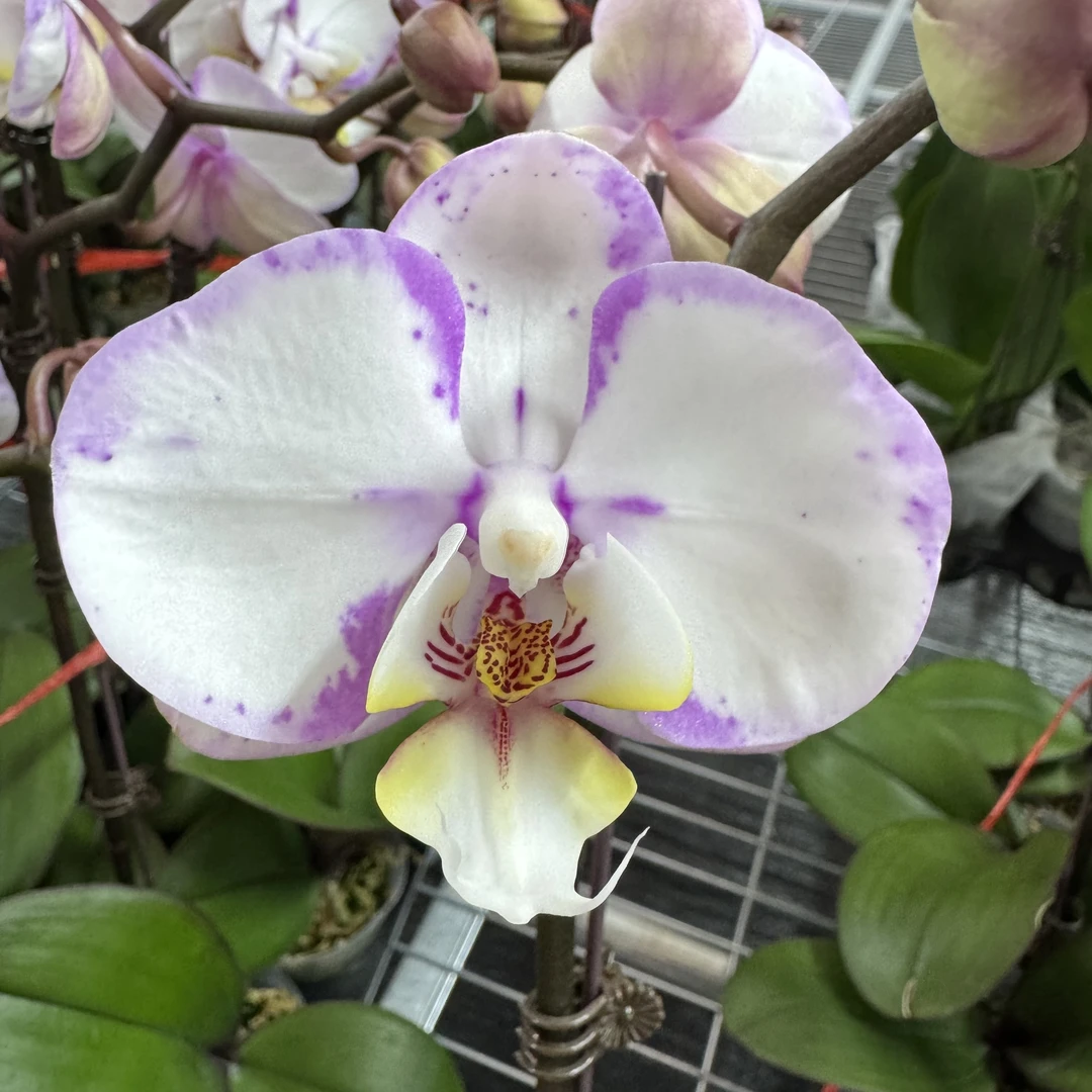 兰博花卉【雅韵】带花带花苞