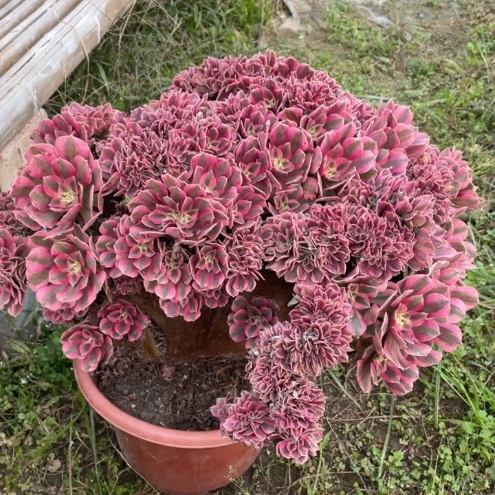 法师老桩缀化粉女巫