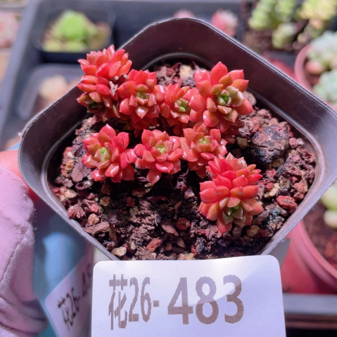 花利美26-483小玉