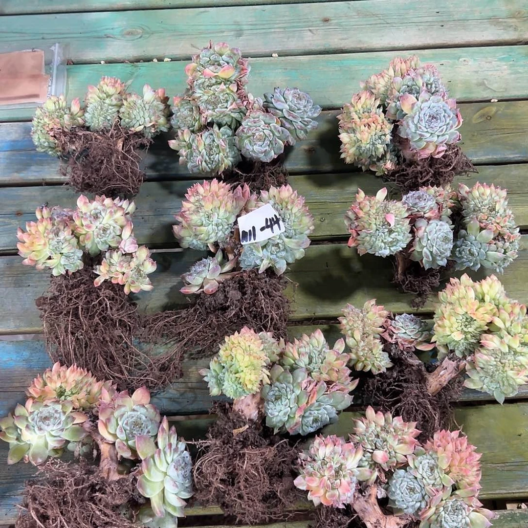 1111-44秘境冰魄缀化多肉随机