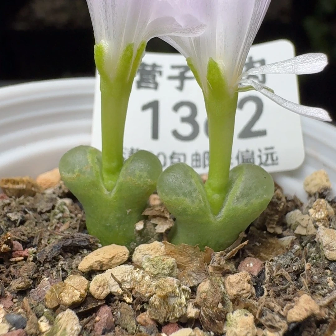 佛肚带盆土。