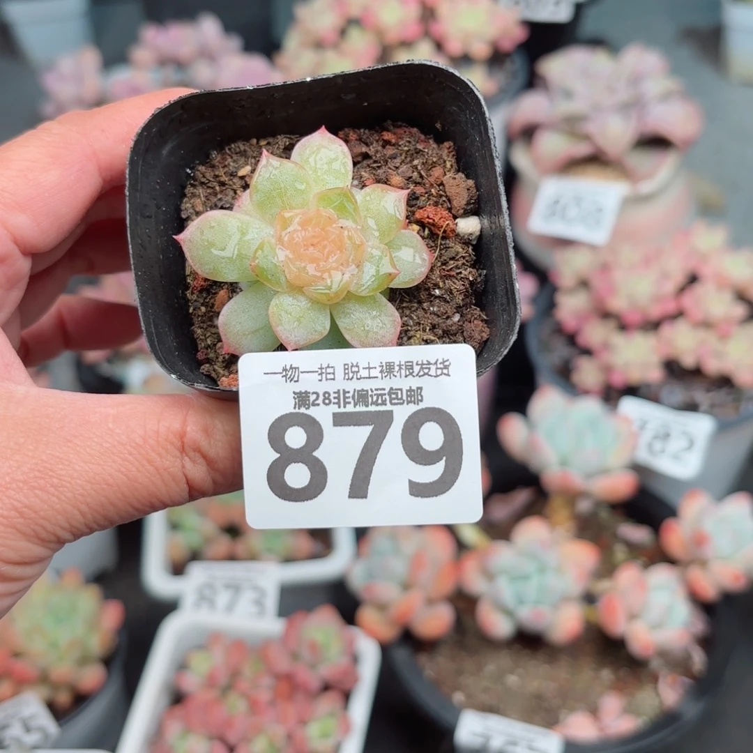 优选珍妮无盆土发货