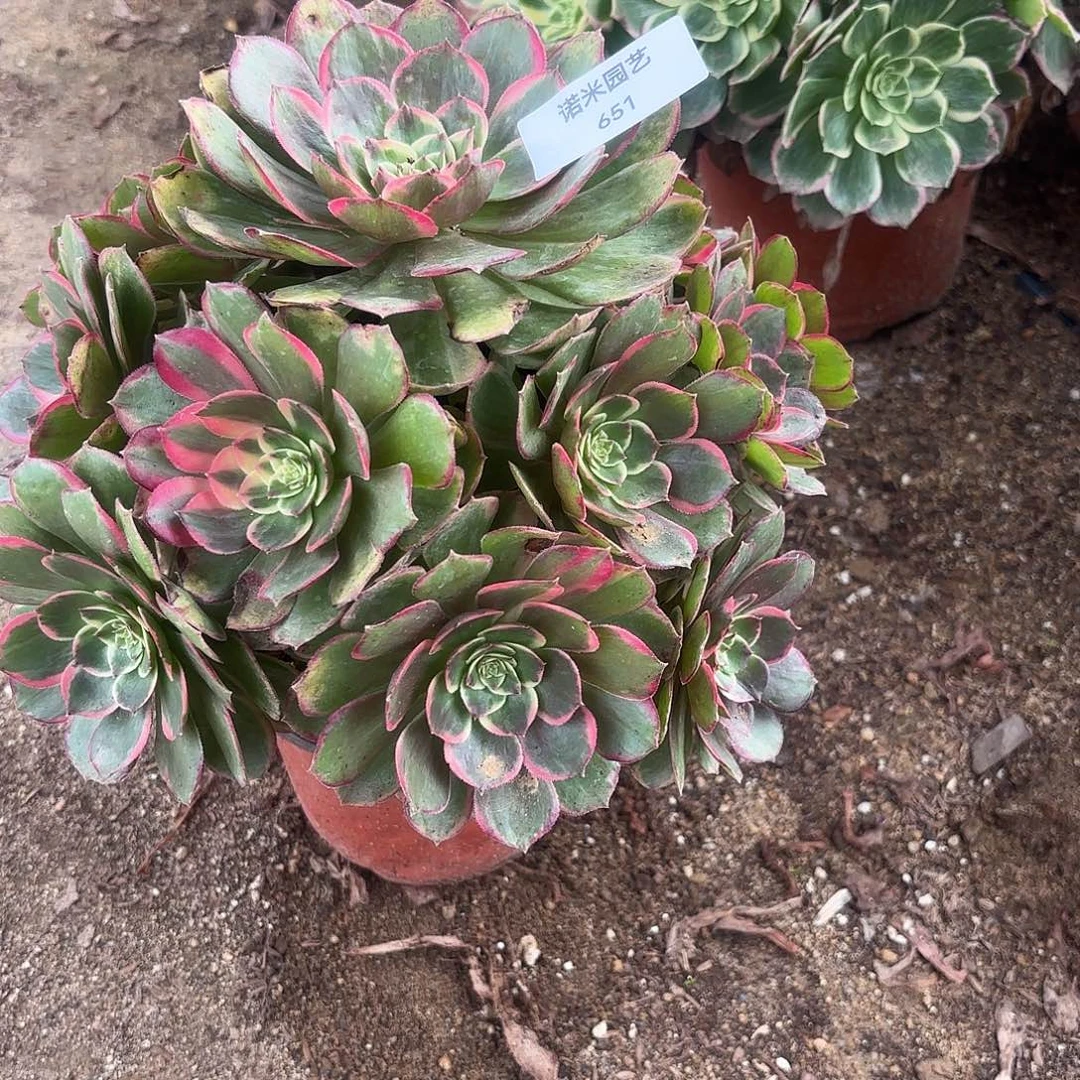 粉花妖手捧多肉植物651