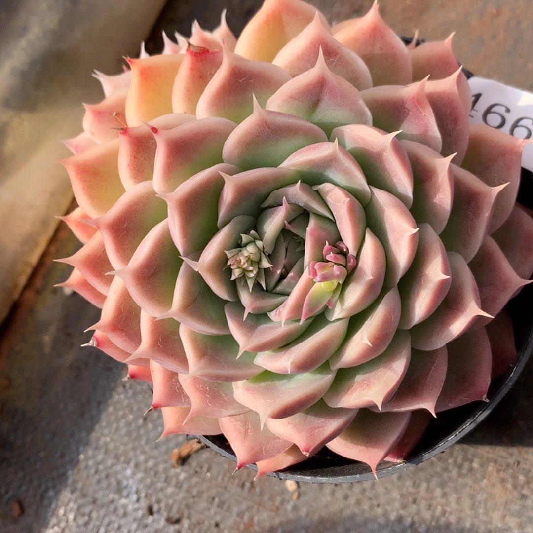 4661新年快乐发发发