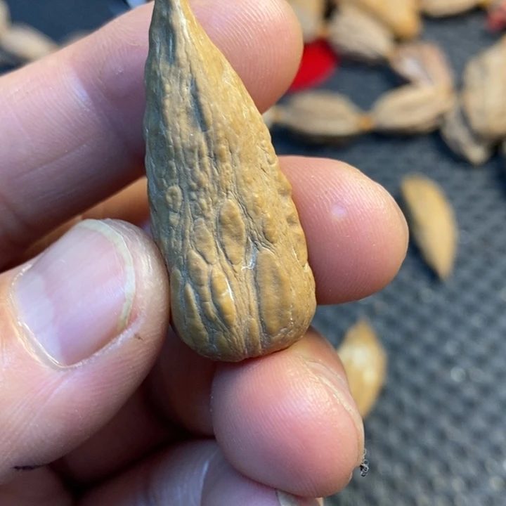 双***。吊坠文玩核桃娜姐180