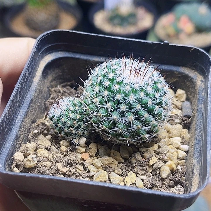 双头黑刺乳突球一颗