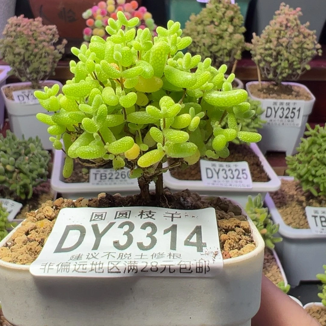 3314蜜橘糖球一物一拍