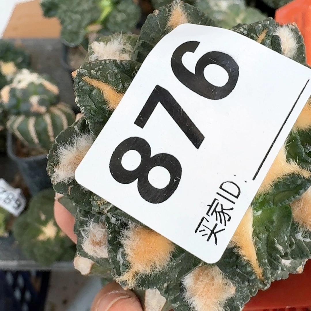 【闪购商品】无花朵B*N龟甲牡丹876