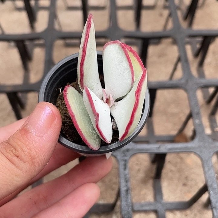 蛋***宝038白眉多肉植物原盆土