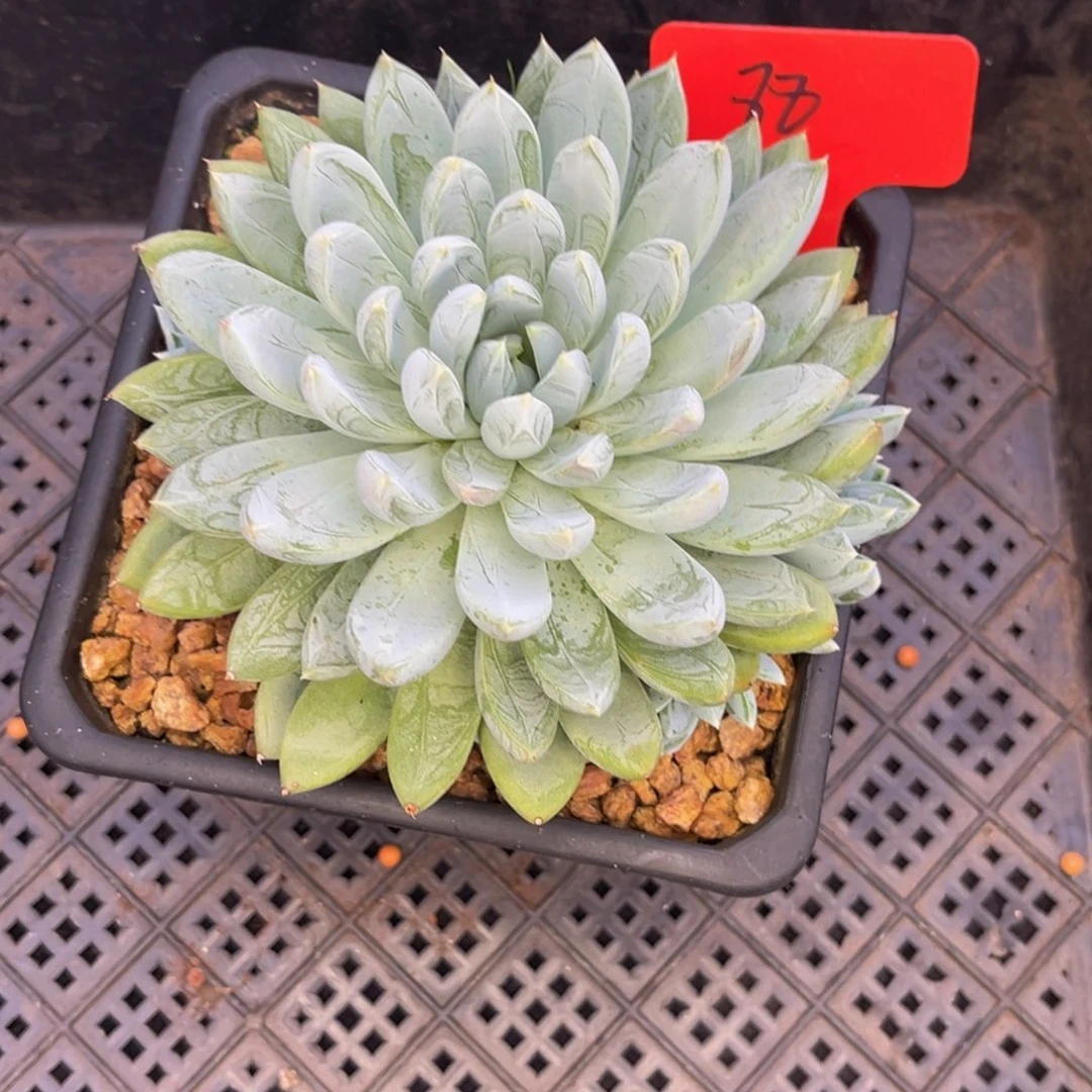 安***身小姐姐的多肉植物群生