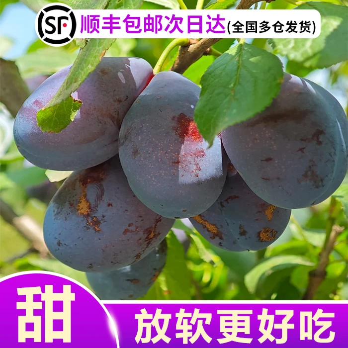 KL2【顺丰包邮】新鲜现摘西梅当季鲜果放软后吃香甜多汁次日达