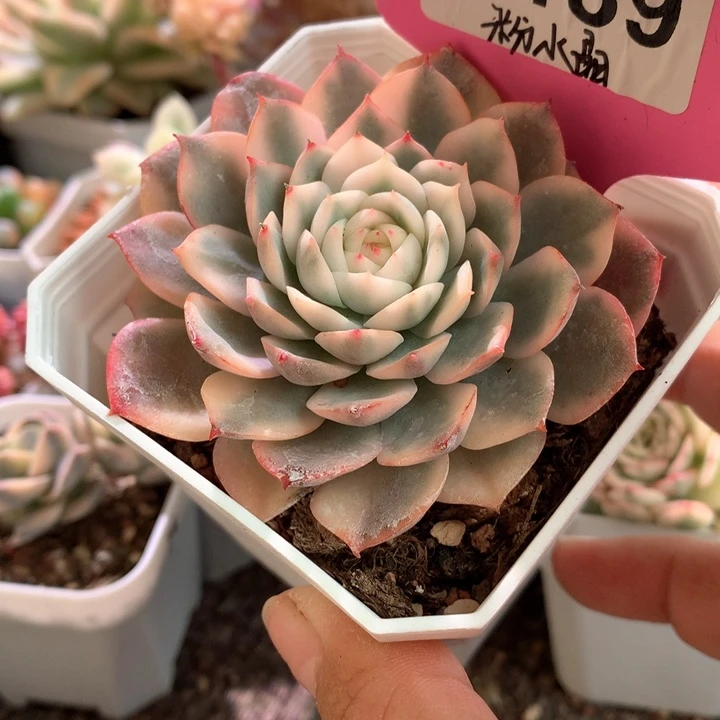 粉水晶覆轮锦有根