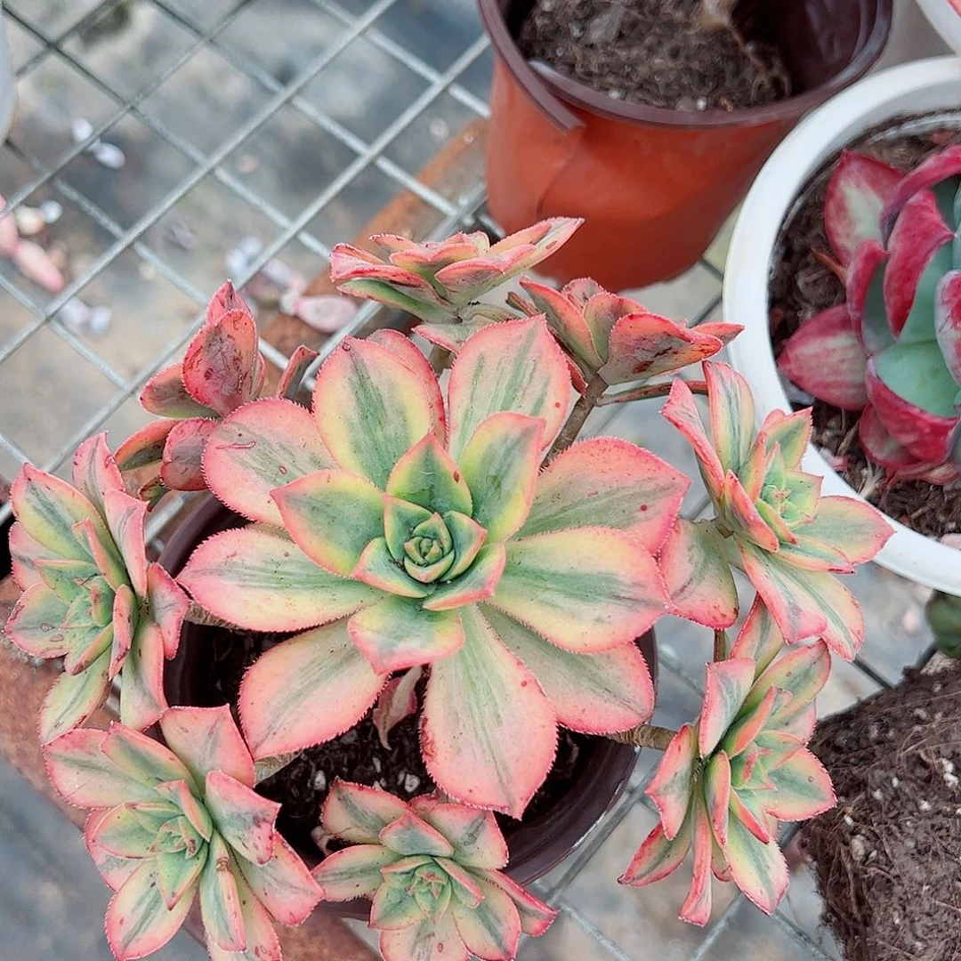艳日辉整装整群精品