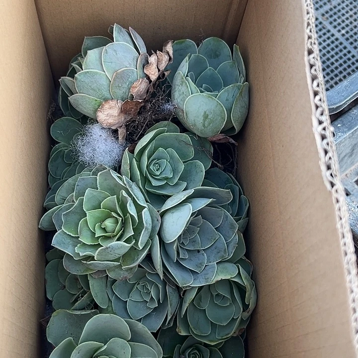 杨341 15颗不同品种单头组合