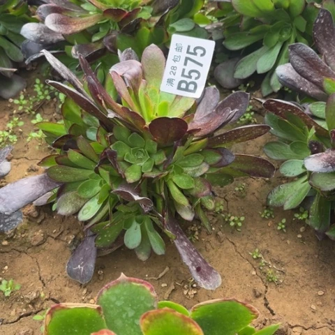 575欧紫不包断枝