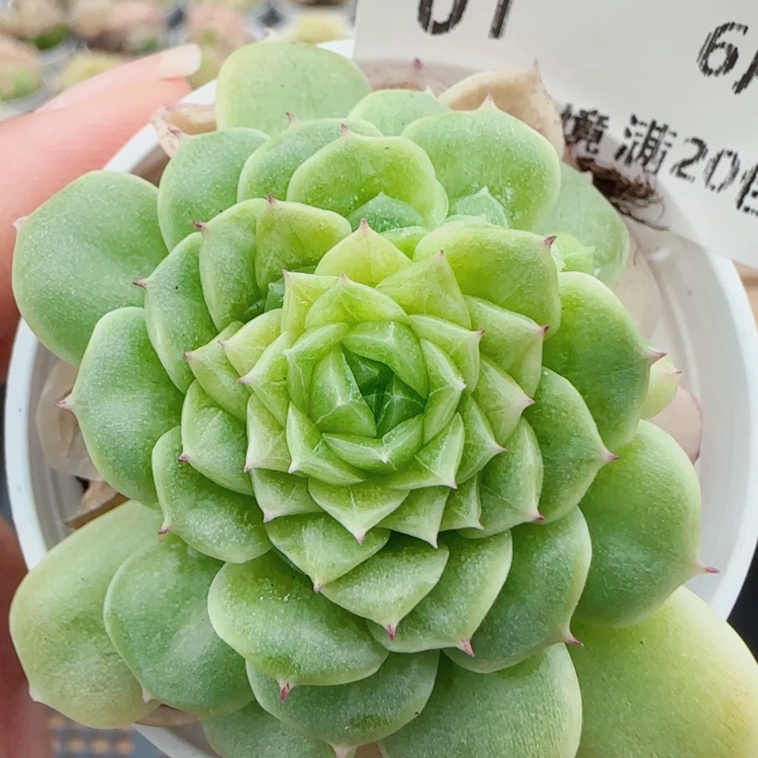 花语逸镜0604-01开播福利