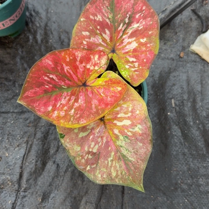 颖***完全开放泰国彩叶芋