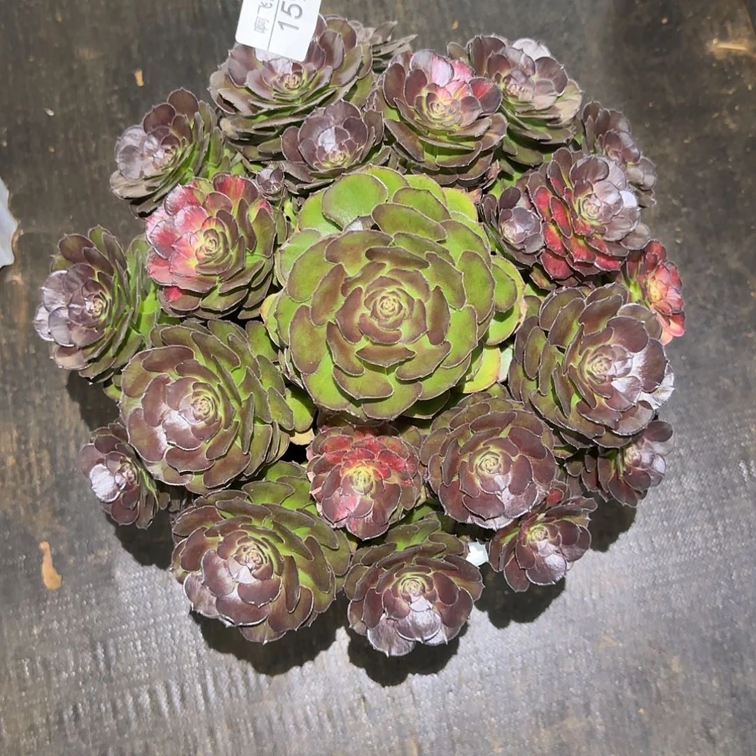 159多肉  海王七彩福利法师