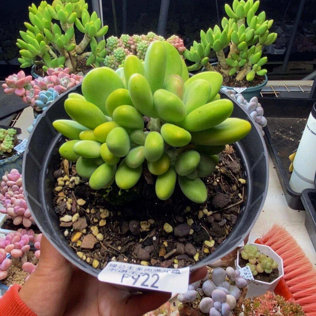 922金蝉芒果奶多肉8c m