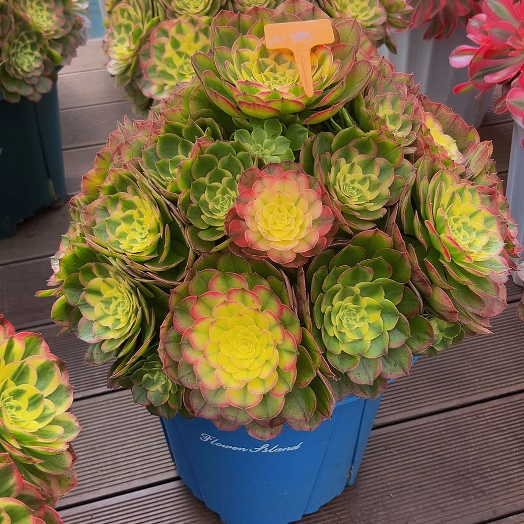 心***语1111111111111111