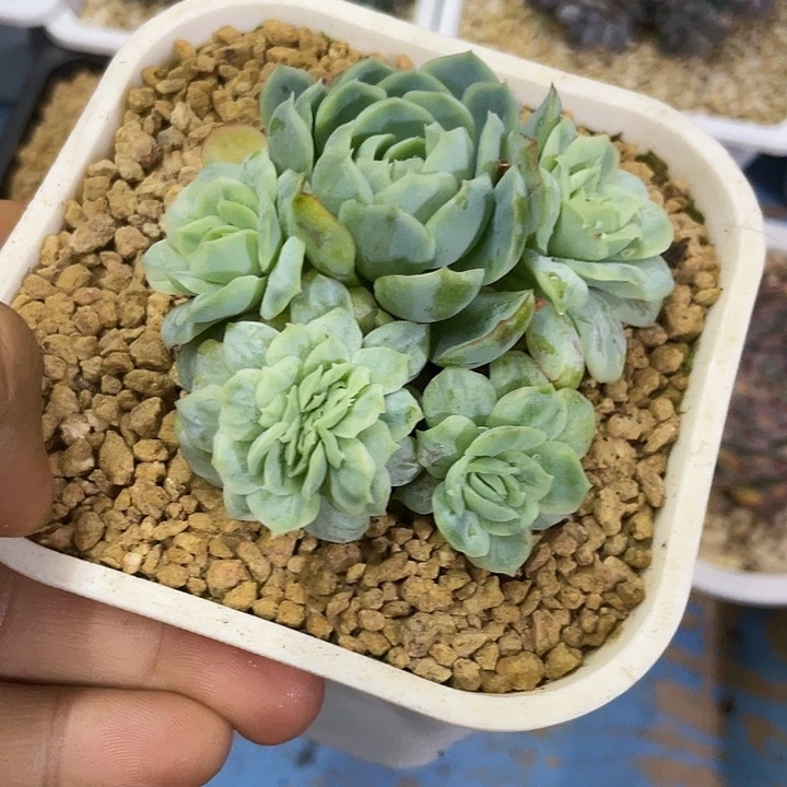 泡泡纱裙缀化一物一拍