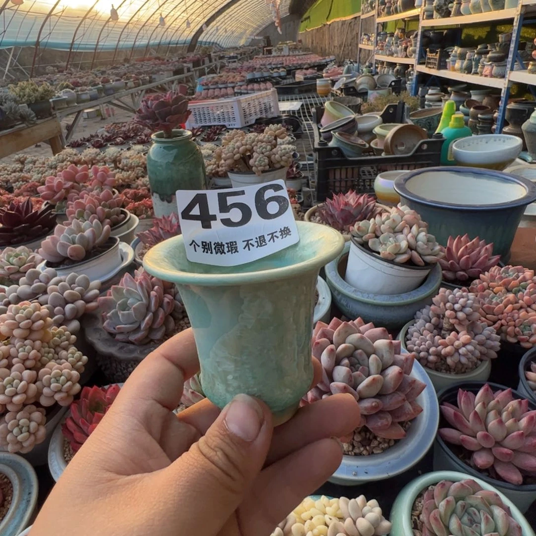 特价花盆只随单或满50发货内口6