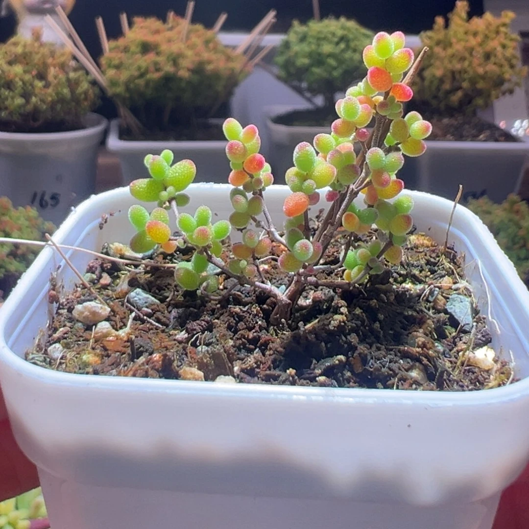 216蜜橘一物一拍带盆土发货