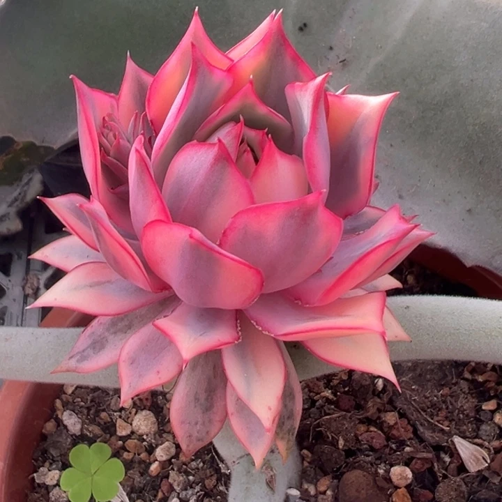 宝莲灯红锦一物一拍锦龙