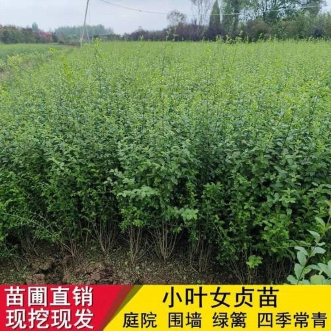 小叶女贞苗四季常青女贞苗庭院绿篱围墙工程绿化苗木青叶女贞树苗