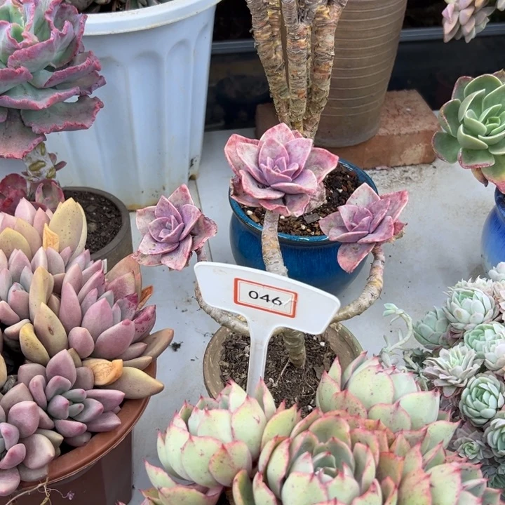 。***。旭鹤多肉植物046