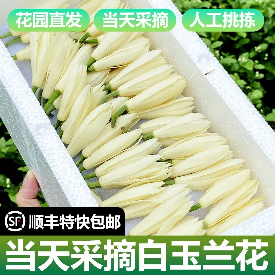 广西白玉兰花鲜花花朵人工挑拣黄角兰黄肉兰顺丰特快新鲜白玉兰花