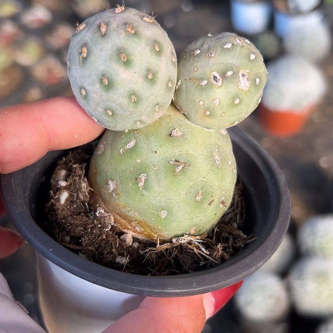 多肉植物多肉植物