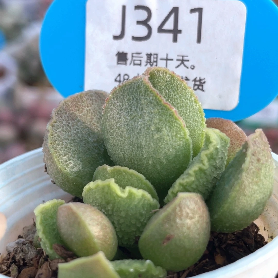 341。   爱丽丝。