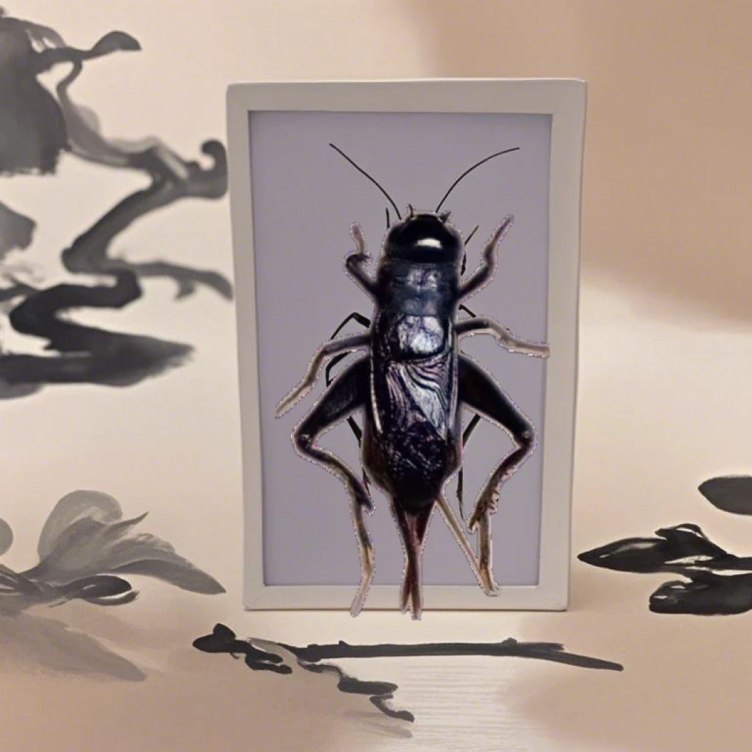 天津本地蚡房源头缎青黑虫油葫芦