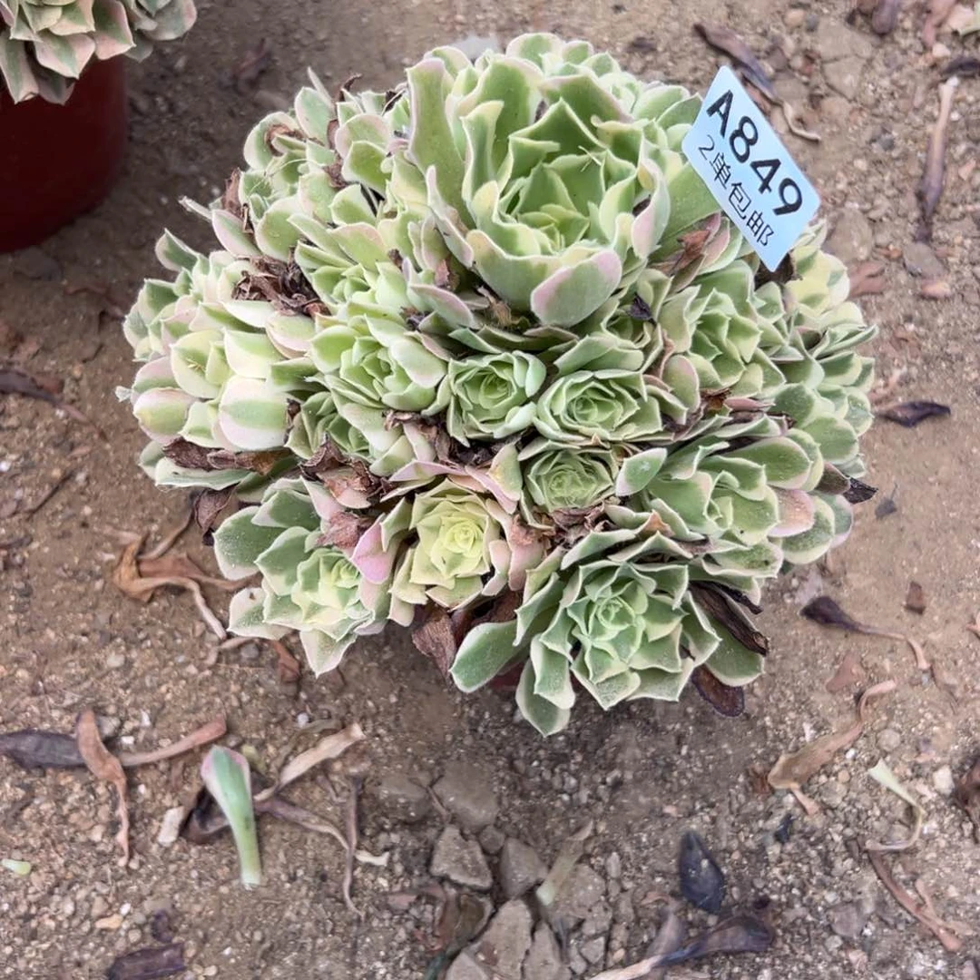 849多肉   雨花石