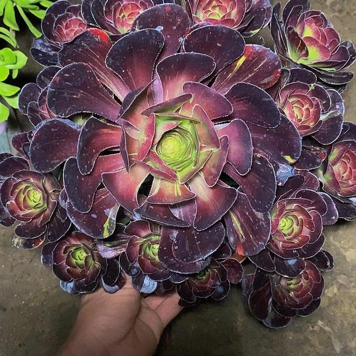 多肉植物保护研究所