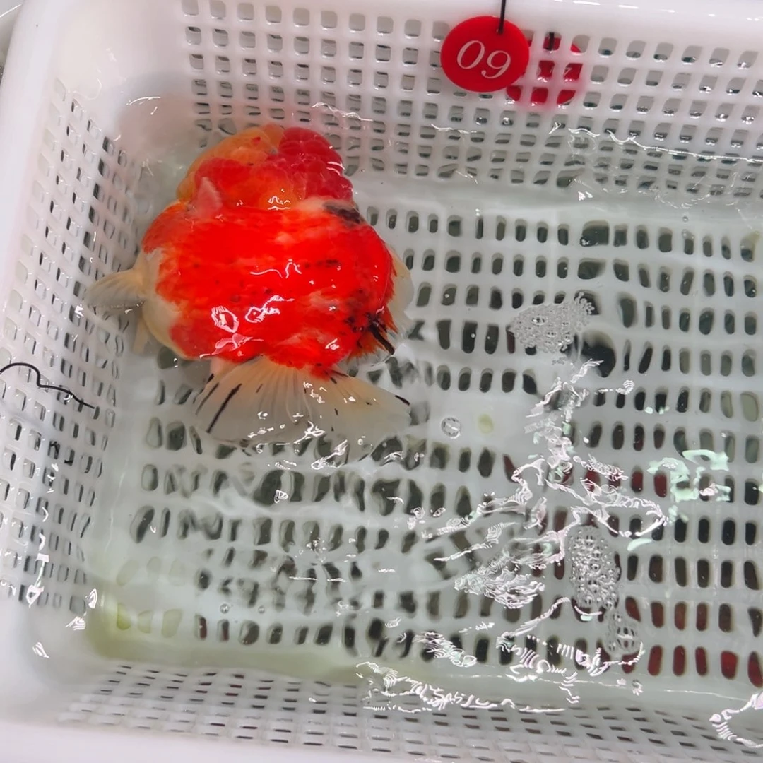 【***】金鱼你好吗我好想你啊我加