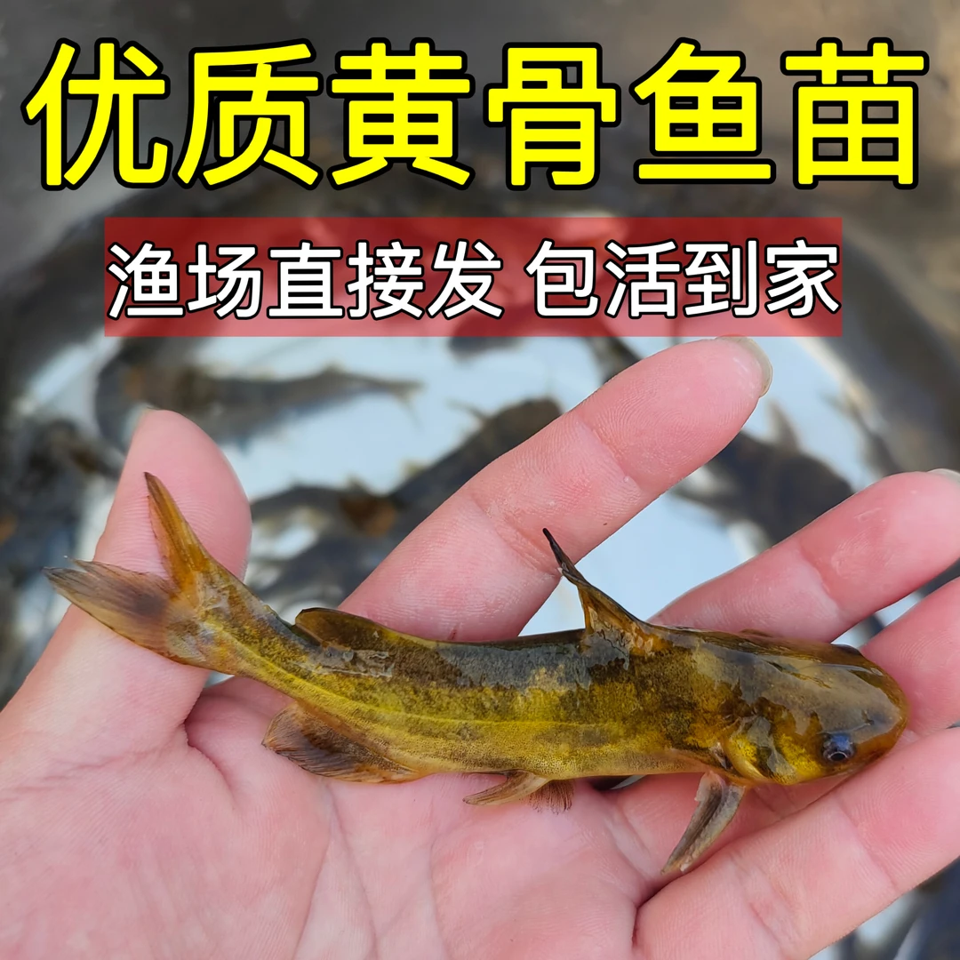 黄辣丁批发鱼苗黄骨鱼黄鸭叫昂刺鱼黄颡鱼苗淡水养殖食用黄丫头鱼