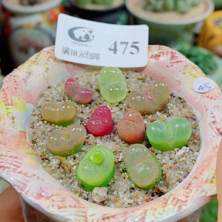 生石花花花花花花花475