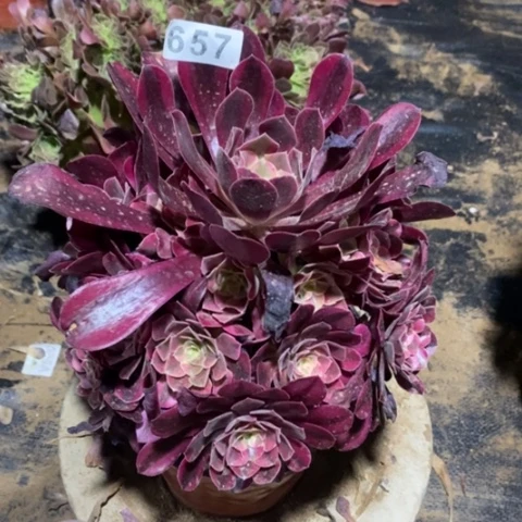 美杜莎捧花一物一拍