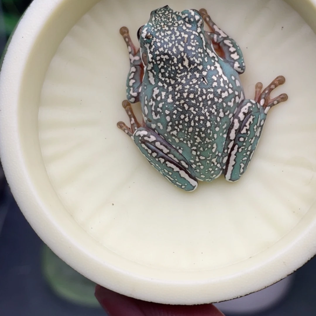 老爷树蛙1号顶级暴雪蓝