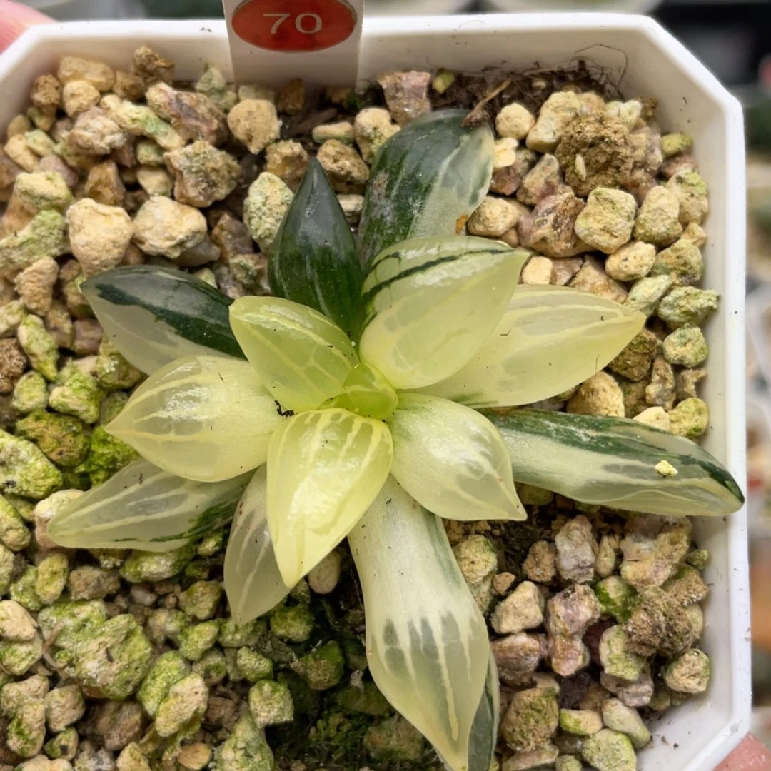 小蔡的菜园70西瓜锦