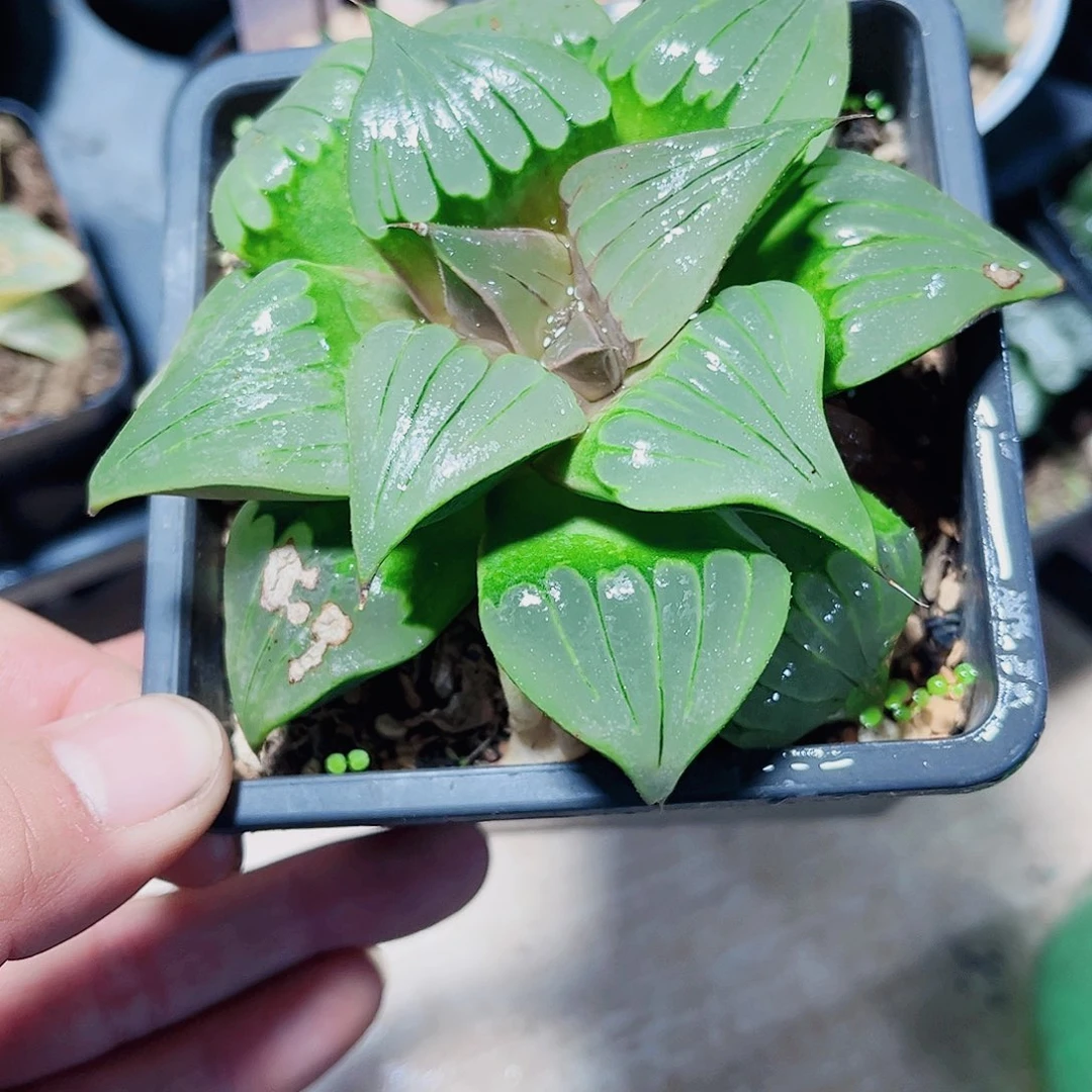 母本媚凤新手好养的