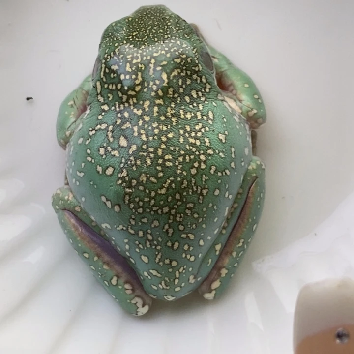 老爷树蛙澳蓝雪花16号