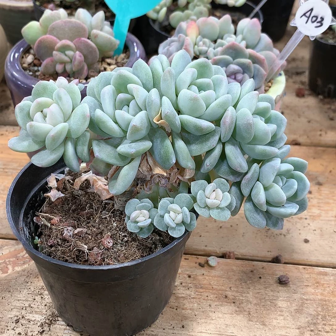 娜妮冰玉冰玉冰玉冰玉冰玉